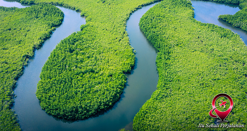 Petualangan Seru di Sungai Amazon Kolombia