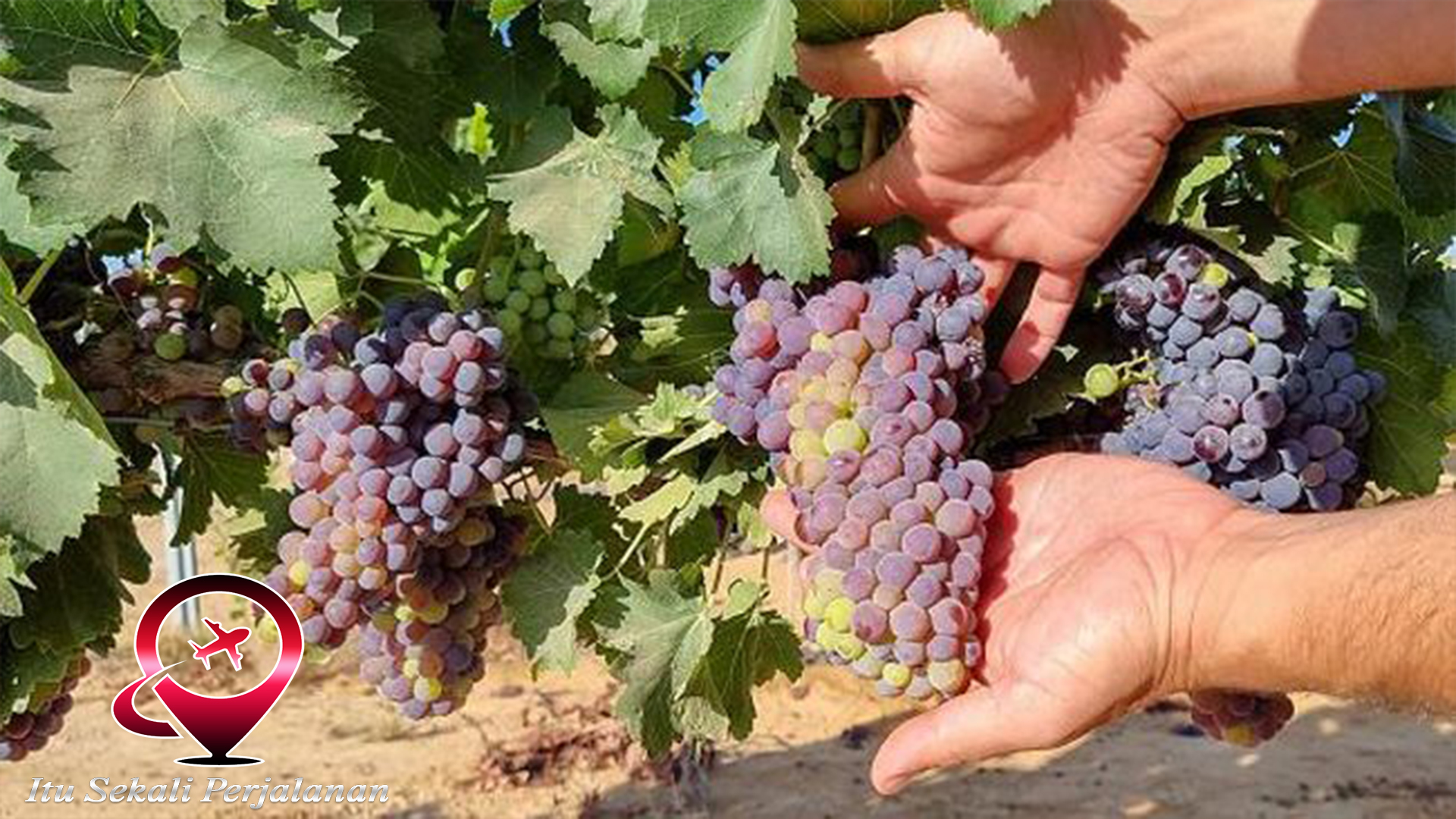 Israel: Mengunjungi Kebun Anggur Terkenal